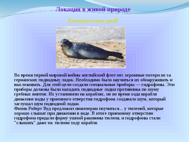 Локация в живой природе Биоакустика рыб  Во время первой мировой войны английский флот нес огромные потери из-за германских подводных лодок. Необходимо было научиться их обнаруживать и выслеживать. Для этой цели создали специальные приборы — гидрофоны. Эти приборы должны были находить подводные лодки противника по шуму гребных винтов. Их установили на кораблях, но во время хода корабля движение воды у приемного отверстия гидрофона создавало шум, который заглушал шум подводной лодки.  Физик Роберт Вуд предложил инженерам поучиться... у тюленей, которые хорошо слышат при движении в воде. В итоге приемному отверстию гидрофона придали форму ушной раковины тюленя, и гидрофоны стали 