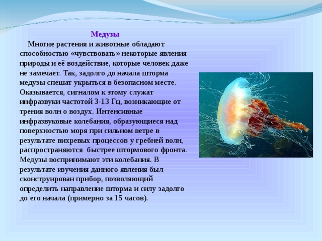 Медузы  Многие растения и животные обладают способностью «чувствовать» некоторые явления природы и её воздействие, которые человек даже не замечает. Так, задолго до начала шторма медузы спешат укрыться в безопасном месте. Оказывается, сигналом к этому служат инфразвуки частотой 3-13 Гц, возникающие от трения волн о воздух. Интенсивные инфразвуковые колебания, образующиеся над поверхностью моря при сильном ветре в результате вихревых процессов у гребней волн, распространяются быстрее штормового фронта. Медузы воспринимают эти колебания. В результате изучения данного явления был сконструирован прибор, позволяющий определить направление шторма и силу задолго до его начала (примерно за 15 часов). 