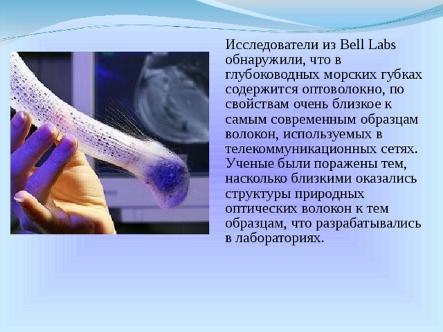  Исследователи из Bell Labs обнаружили, что в глубоководных морских губках содержится оптоволокно, по свойствам очень близкое к самым современным образцам волокон, используемых в телекоммуникационных сетях. Ученые были поражены тем, насколько близкими оказались структуры природных оптических волокон к тем образцам, что разрабатывались в лабораториях. 