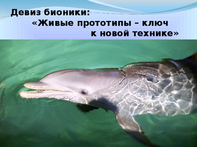 Девиз бионики:  «Живые прототипы – ключ к новой технике» 