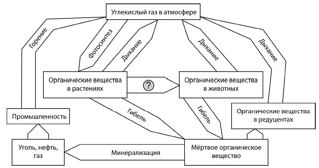 Заполните прямоугольники схемы круговорота углерода в природе следующими компонентами углекислый газ