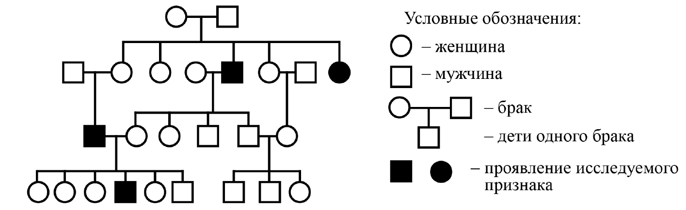 Схема родословной семьи биология