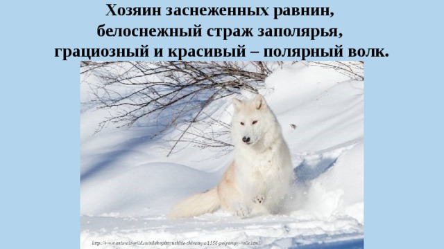 Хозяин заснеженных равнин,  белоснежный страж заполярья,  грациозный и красивый – полярный волк. 