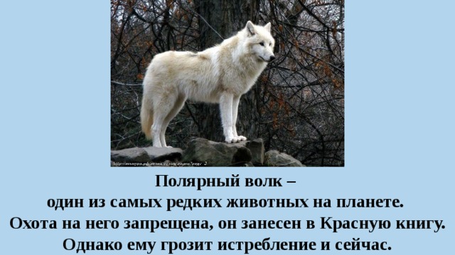 Полярный волк –  один из самых редких животных на планете.  Охота на него запрещена, он занесен в Красную книгу. Однако ему грозит истребление и сейчас. 