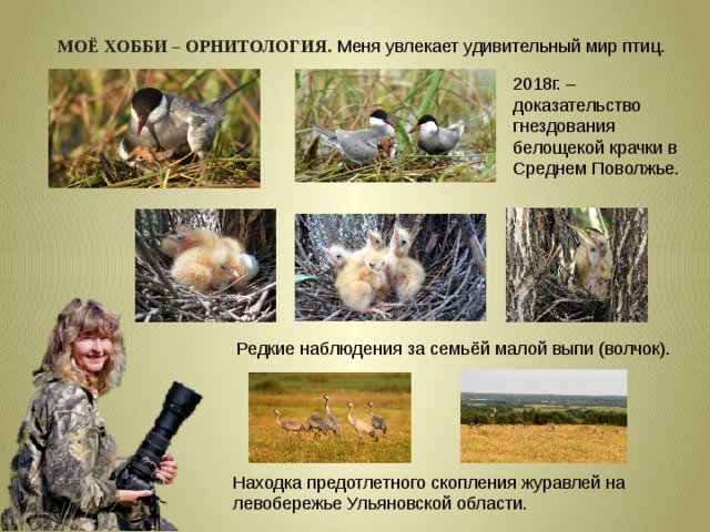 МОЁ ХОББИ – ОРНИТОЛОГИЯ. Меня увлекает удивительный мир птиц.  2018г. – доказательство гнездования белощекой крачки в Среднем Поволжье. Редкие наблюдения за семьёй малой выпи (волчок). Находка предотлетного скопления журавлей на левобережье Ульяновской области. 