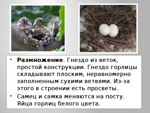 Размножение . Гнездо из веток, простой конструкции. Гнездо горлицы складывают плоским, неравномерно заполненным сухими ветвями. Из-за этого в строении есть просветы. Самец и самка меняются на посту. Яйца горлиц белого цвета. 