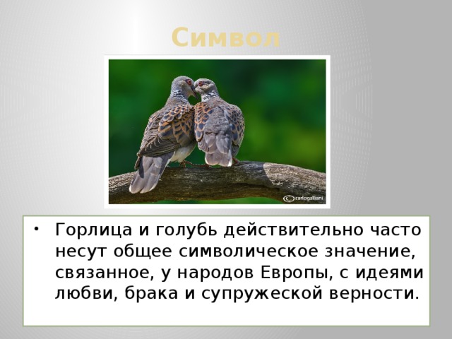 Символ Горлица и голубь действительно часто несут общее символическое значение, связанное, у народов Европы, с идеями любви, брака и супружеской верности. 