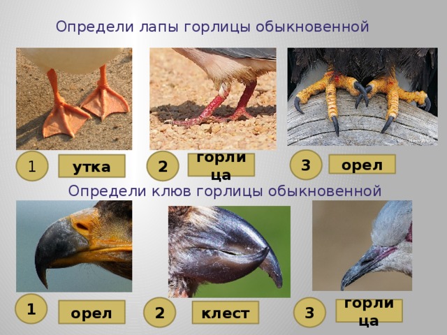 Определи лапы горлицы обыкновенной 3 1 2 горлица утка орел Определи клюв горлицы обыкновенной 1 3 2 горлица орел клест 