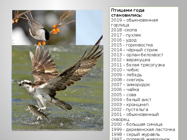 Проект птица года