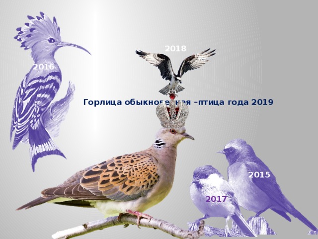 Горлица обыкновенная –птица года 2019 2018 2016 2015 2017 