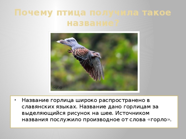 Почему птица получила такое название? Название горлица широко распространено в славянских языках. Название дано горлицам за выделяющийся рисунок на шее. Источником названия послужило производное от слова «горло». 