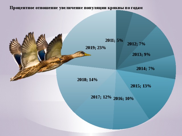 Процентное отношение увеличение популяции кряквы по годам 