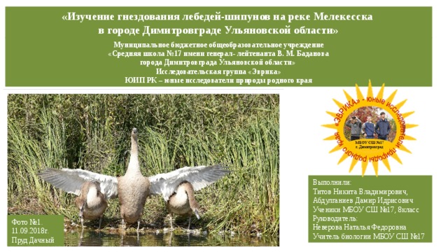 «Изучение гнездования лебедей-шипунов на реке Мелекесска в городе Димитровграде Ульяновской области» Муниципальное бюджетное общеобразовательное учреждение  «Средняя школа №17 имени генерал- лейтенанта В. М. Баданова города Димитровграда Ульяновской области»   Исследовательская группа «Эврика» ЮИП РК – юные исследователи природы родного края Выполнили: Титов Никита Владимирович, Абдулганиев Дамир Идрисович Ученики МБОУ СШ №17, 8класс Руководитель: Неверова Наталья Федоровна Учитель биологии МБОУ СШ №17 Фото №1. 11.09.2018г. Пруд Дачный  