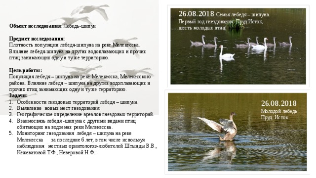 26.08.2018 Семья лебедя – шипуна. Первый год гнездования. Пруд Исток, шесть молодых птиц.  Объект исследования : Лебедь-шипун Предмет исследования : Плотность популяции лебедя-шипуна на реке Мелекесска. Влияние лебедя-шипуна на других водоплавающих и прочих птиц занимающих одну и ту же территорию. Цель работы: Популяция лебедя – шипуна на реке Мелекесска, Мелекесского района. Влияние лебедя – шипуна на других водоплавающих и прочих птиц занимающих одну и ту же территорию. Задачи: Особенности гнездовых территорий лебедя – шипуна. Выявление новых мест гнездования. Географическое определение ареалов гнездовых территорий. Взаимосвязь лебедя -шипуна с другими видами птиц обитающих на водоемах реки Мелекесска. Мониторинг гнездования лебедя – шипуна на реке Мелекесска за последние 6 лет, в том числе используя наблюдения местных орнитологов-любителей Штынды В.В., Кежеватовой Т.Ф., Неверовой Н.Ф.. 26.08.2018 Молодой лебедь Пруд Исток 