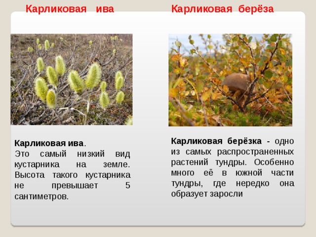 Карликовая береза презентация