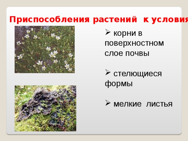 Адаптации растений к тундре. Приспособления растений в тундре. Приспособленность растений в тундре. Адаптации растений в тундре. Приспособления растений в горах.