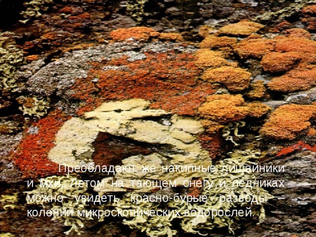  Преобладают же накипные лишайники и мхи. Летом на тающем снегу и ледниках можно увидеть красно-бурые разводы – колонии микроскопических водорослей. 