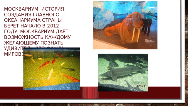 Москвариум. История создания главного океанариума страны берет начало в 2012 году. Москвариум даёт возможность каждому желающему познать удивительную фауну Мирового океана 