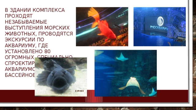 В здании комплекса проходят незабываемые выступления морских животных, проводятся экскурсии по Аквариуму, где установлено 80 огромных, специально спроектированных аквариумов и бассейнов.  