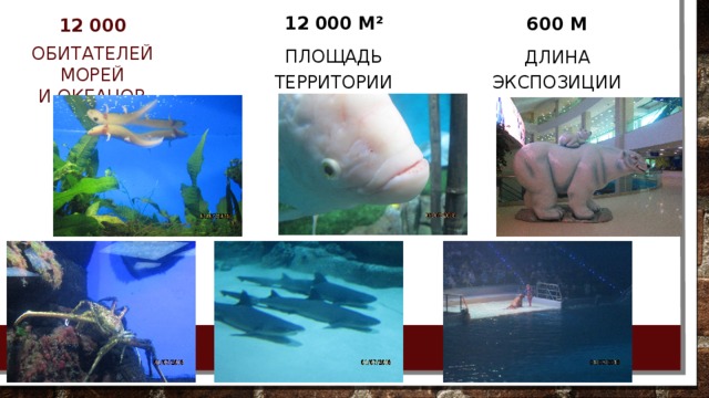 12 000 м² площадь территории Аквариума 600 м длина экспозиции 12 000 обитателей морей и океанов 