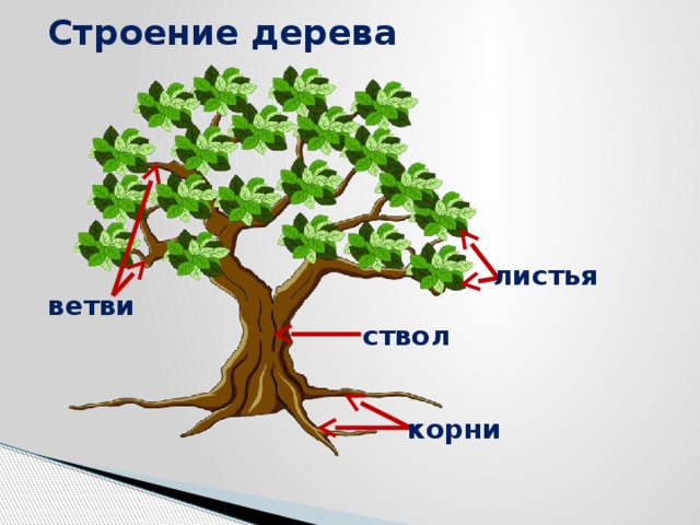 Строение дерева картинка для дошкольников