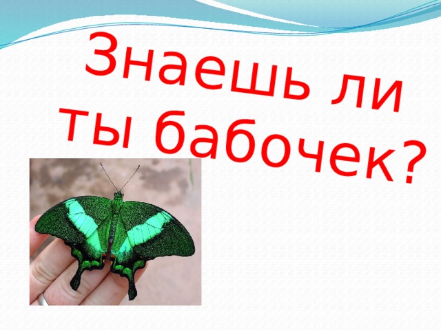 Знаешь ли ты бабочек? 