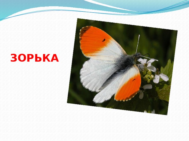 ЗОРЬКА 