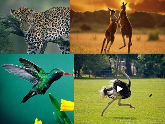 Наземно воздушная среда урок биологии 5 класс. Воздушно-наземная среда обитания. Воздушная среда обитания животных. Наземная среда обитания животные. Наземно-воздушная среда.