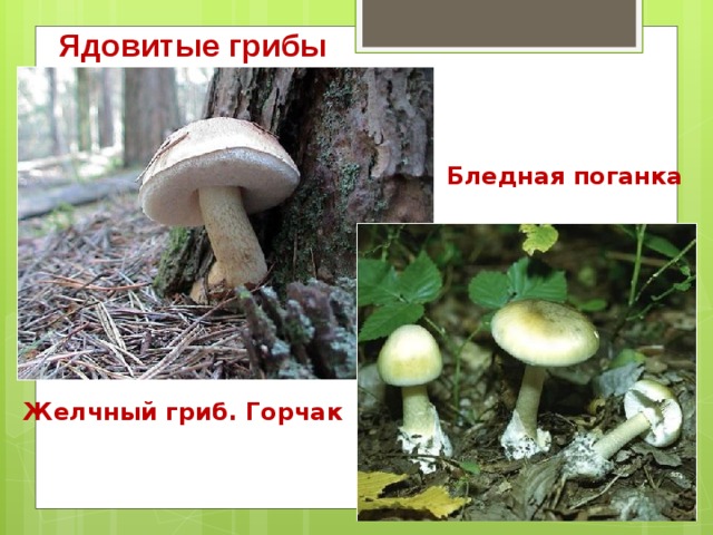Ядовитые грибы Бледная поганка Желчный гриб. Горчак 