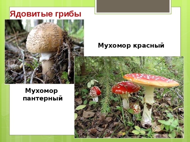 Ядовитые грибы Мухомор красный Мухомор пантерный 
