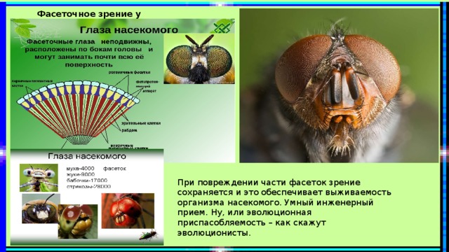 Фасеточное зрение у насекомых    При повреждении части фасеток зрение сохраняется и это обеспечивает выживаемость организма насекомого. Умный инженерный прием. Ну, или эволюционная приспасобляемость – как скажут эволюционисты. 