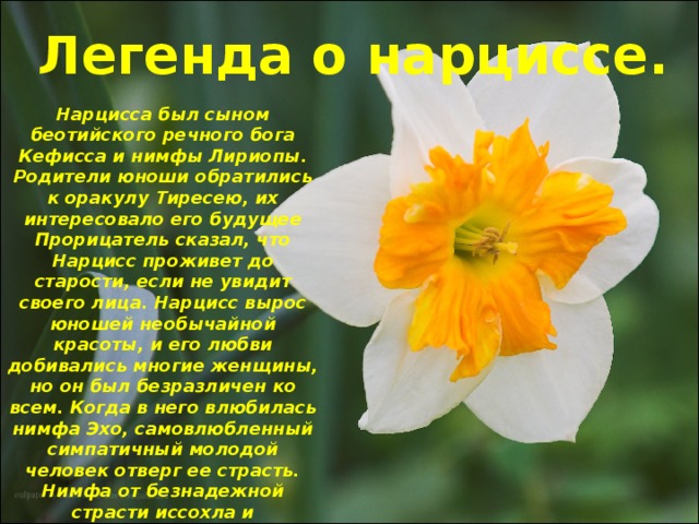 Легенда о нарциссе. Нарцисса был сыном беотийского речного бога Кефисса и нимфы Лириопы. Родители юноши обратились к оракулу Тиресею, их интересовало его будущее Прорицатель сказал, что Нарцисс проживет до старости, если не увидит своего лица. Нарцисс вырос юношей необычайной красоты, и его любви добивались многие женщины, но он был безразличен ко всем. Когда в него влюбилась нимфа Эхо, самовлюбленный симпатичный молодой человек отверг ее страсть. Нимфа от безнадежной страсти иссохла и превратилась в эхо, но перед смертью произнесла проклятие: 