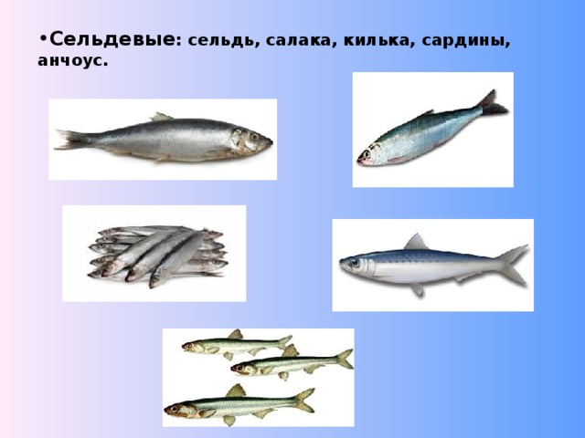 Сельдевые : сельдь, салака, килька, сардины, анчоус. 
