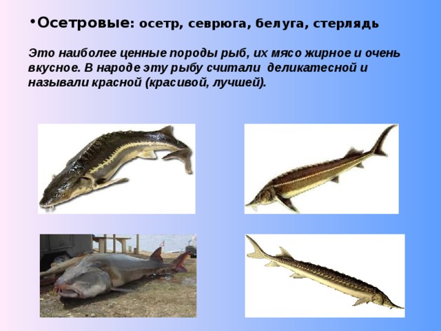 Осетровые : осетр, севрюга, белуга, стерлядь Это наиболее ценные породы рыб, их мясо жирное и очень вкусное. В народе эту рыбу считали деликатесной и называли красной (красивой, лучшей). 