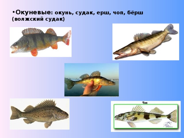 Окуневые : окунь, судак, ерш, чоп, бёрш (волжский судак) 