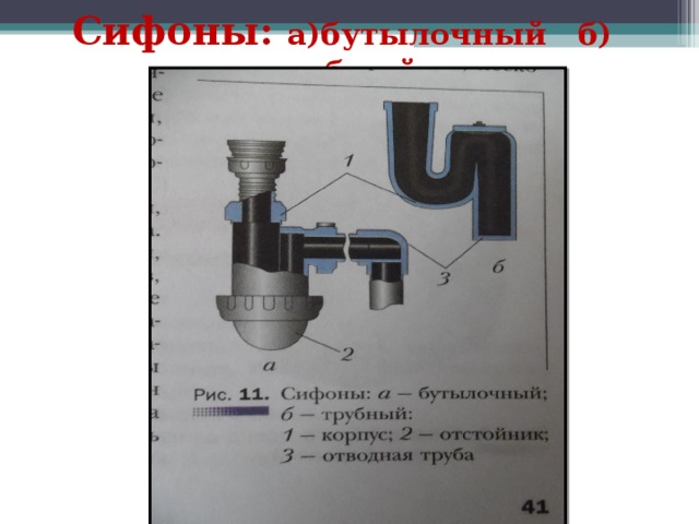 На заднем конце имеются сифоны