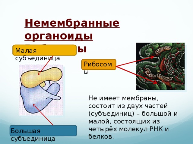 Состоит из двух субъединиц