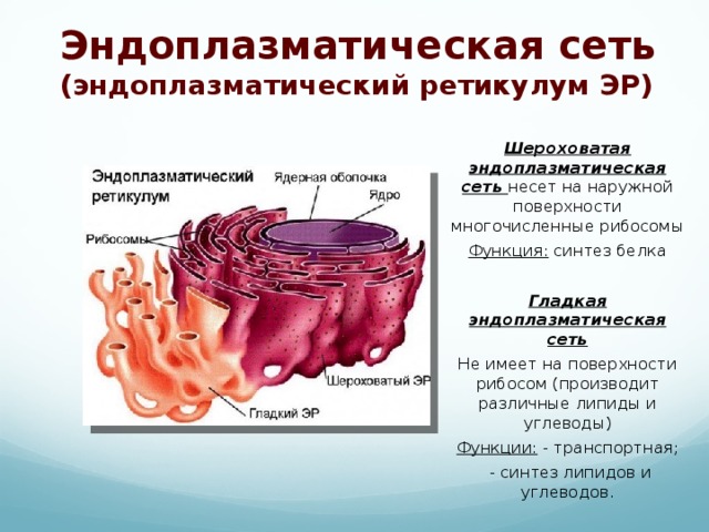 Шероховатая сеть функции. Эндоплазматическая сеть ретикулум. Органоиды клетки эндоплазматическая сеть. Шероховатый эндоплазматический ретикулум. Эндоплазматическая сеть ретикулум функции.