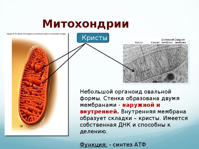 Изображенный на рисунке органоид образуется из мембран эпс мембраны этого органоида способны