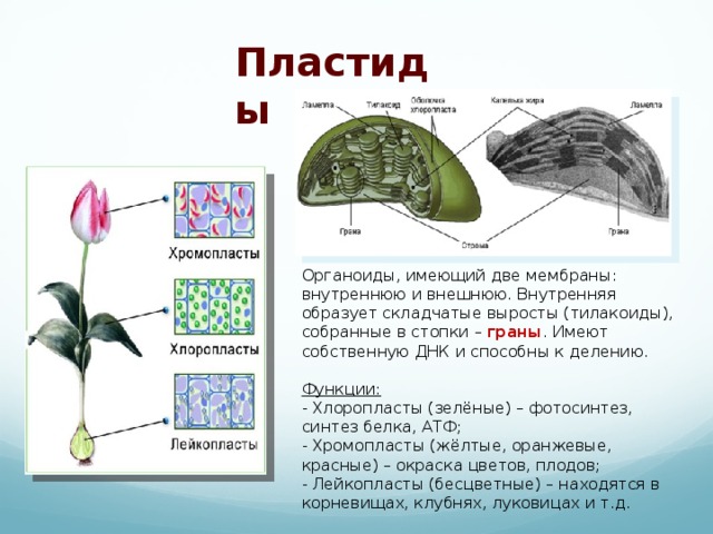 Какой цифрой обозначен хлоропласт ответ на рисунке