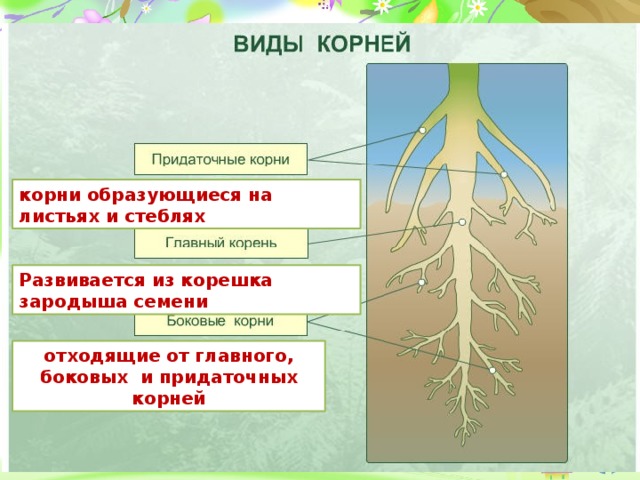 Животный какой корень. Придаточные корни это в биологии 6 класс. Придаточные боковые и главный корень. Главный корень развивается у.