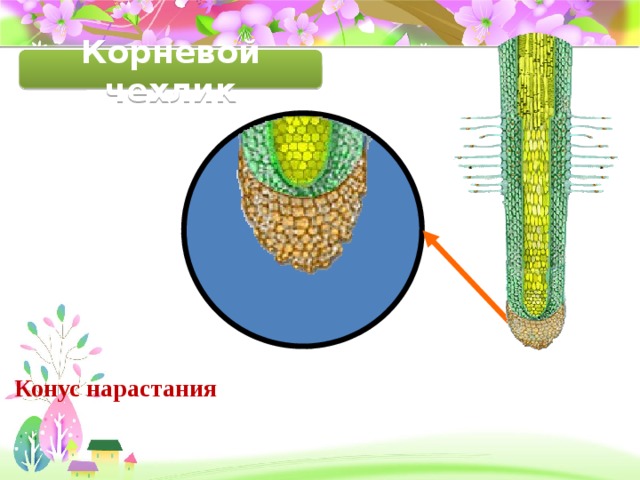 Конус нарастания