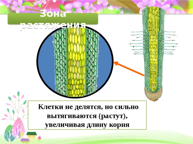 Рисунок зона роста корня