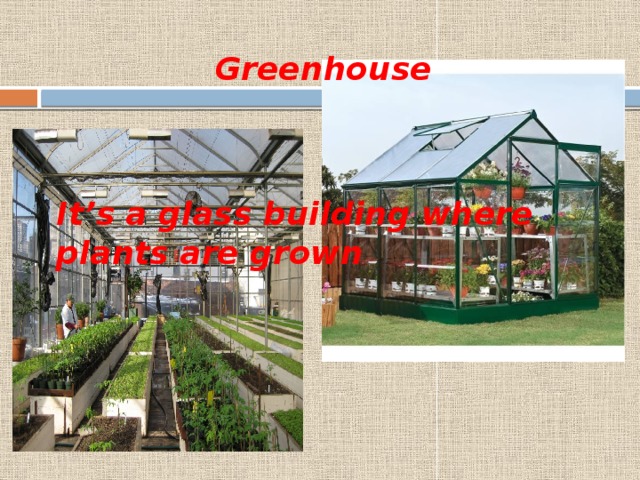 Greenhouse It’s a glass building where plants are grown 