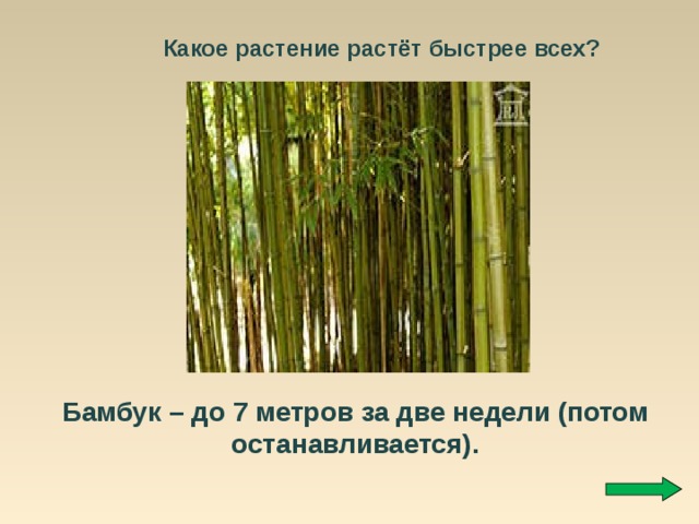 Какое растение растёт быстрее всех? Бамбук – до 7 метров за две недели (потом останавливается). 