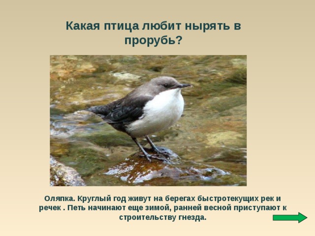 Какая птица любит нырять в прорубь? Оляпка. Круглый год живут на берегах быстротекущих рек и речек . Петь начинают еще зимой, ранней весной приступают к строительству гнезда. 
