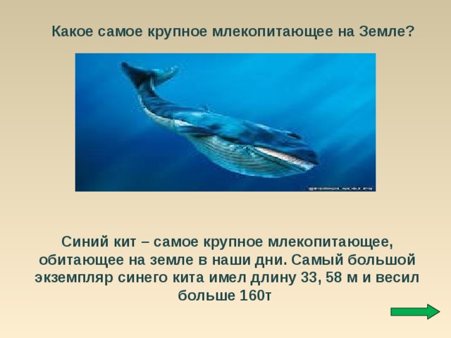Какое самое крупное млекопитающее на Земле? Синий кит – самое крупное млекопитающее, обитающее на земле в наши дни. Самый большой экземпляр синего кита имел длину 33, 58 м и весил больше 160т 