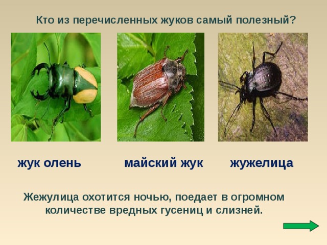 Кто из перечисленных жуков самый полезный?  жук олень  майский жук  жужелица Жежулица охотится ночью, поедает в огромном количестве вредных гусениц и слизней. 