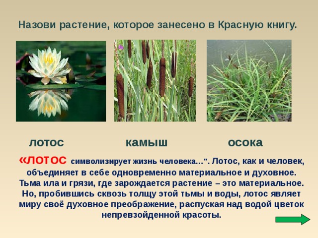 Презентация о растениях занесенных в красную книгу
