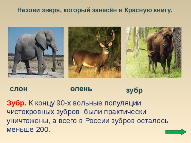 Назови зверя, который занесён в Красную книгу. слон олень зубр Зубр.  К концу 90-х вольные популяции чистокровных зубров были практически уничтожены, а всего в России зубров осталось меньше 200. 